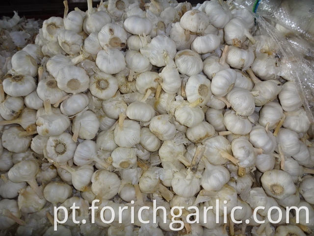 New Crop Pure White Garlic